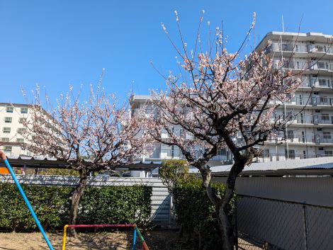 240304桜.jpg